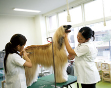ペットビジネス・トリマーコース