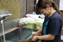 PET BOX Animal Station NAHA 下地はるか