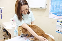 動物病院２２時 名嘉眞　彩友美